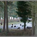 Black sheep grazing near Holystone grange