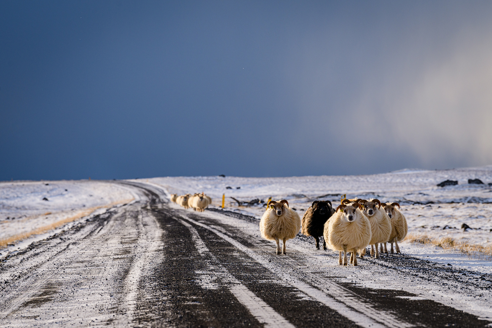 Black Sheep - Iceland