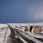 Black Sheep - Iceland