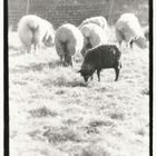 black sheep - white world