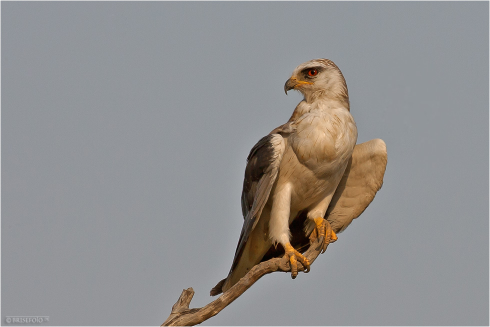 Black shouldered Kite