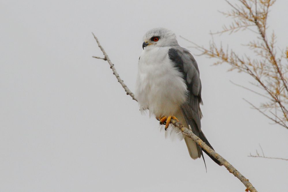 Black-shouldered Kite