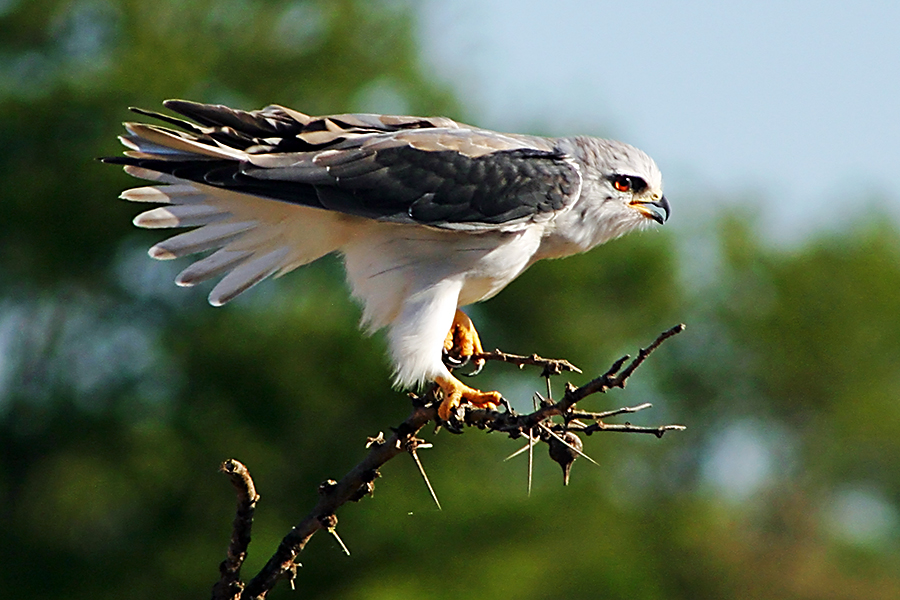 Black-shouldered kite - Gleitaar