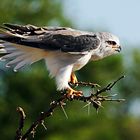 Black-shouldered kite - Gleitaar