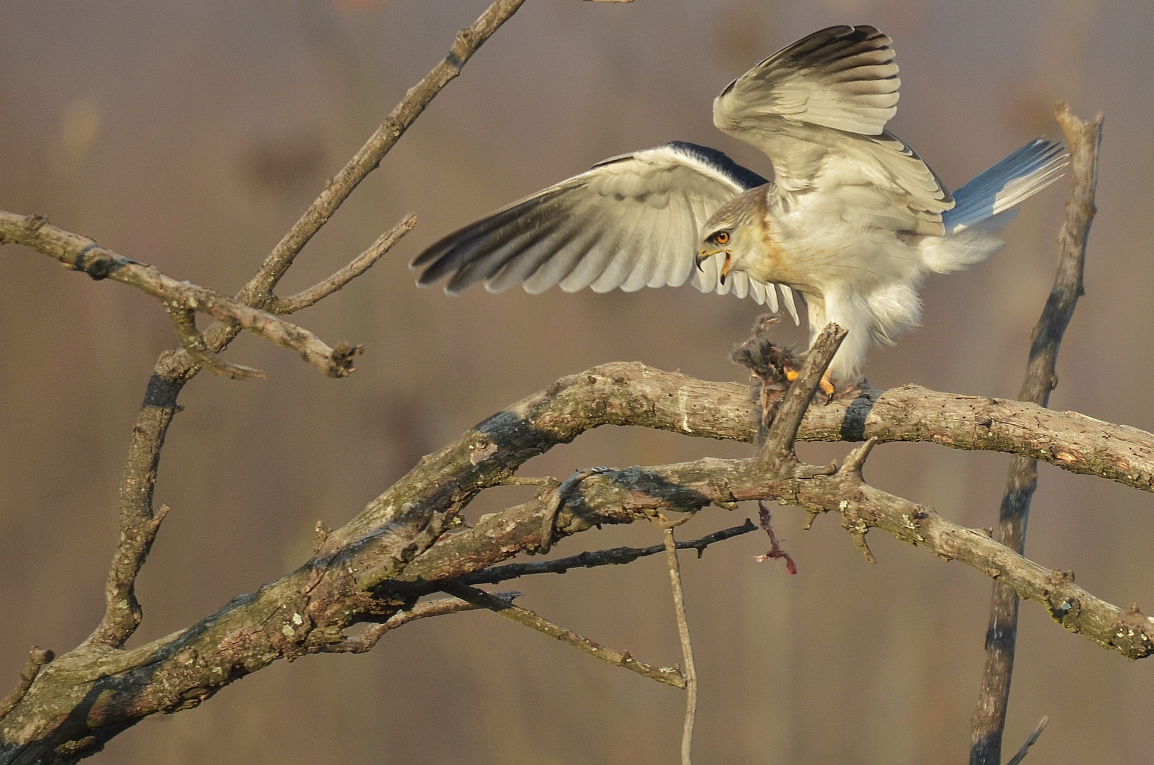 Black Shouldered Kite & Prey