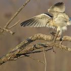 Black Shouldered Kite & Prey