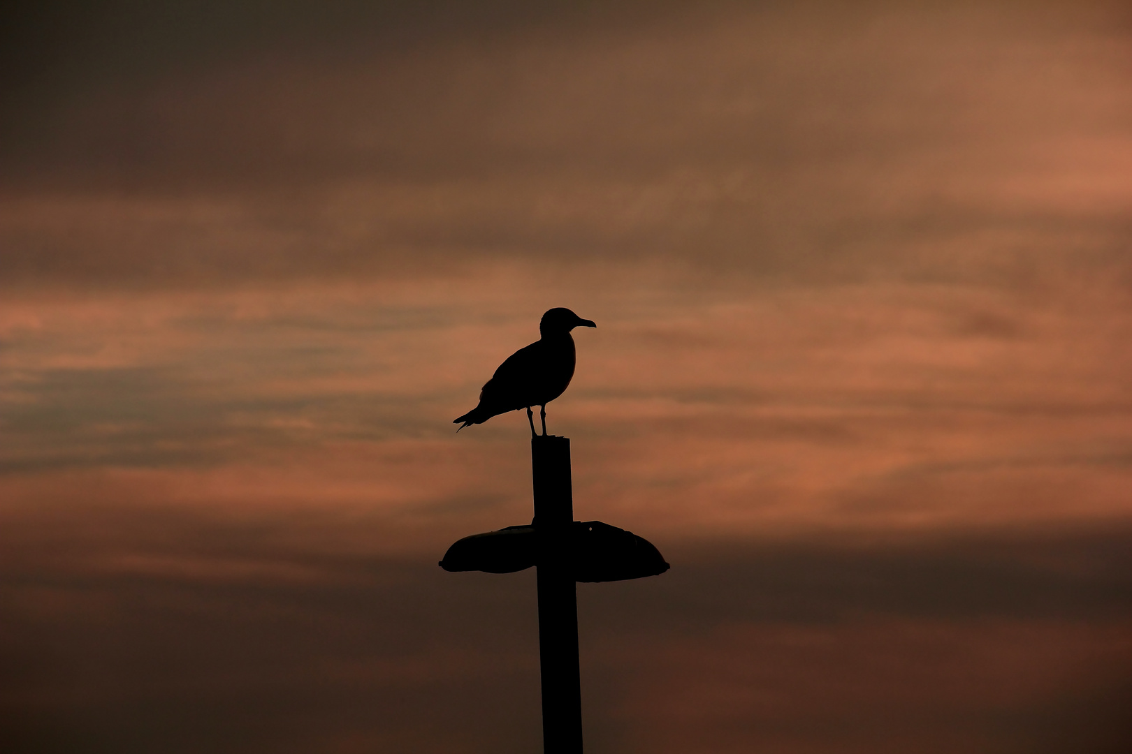 black silhouette on pink