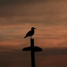 black silhouette on pink