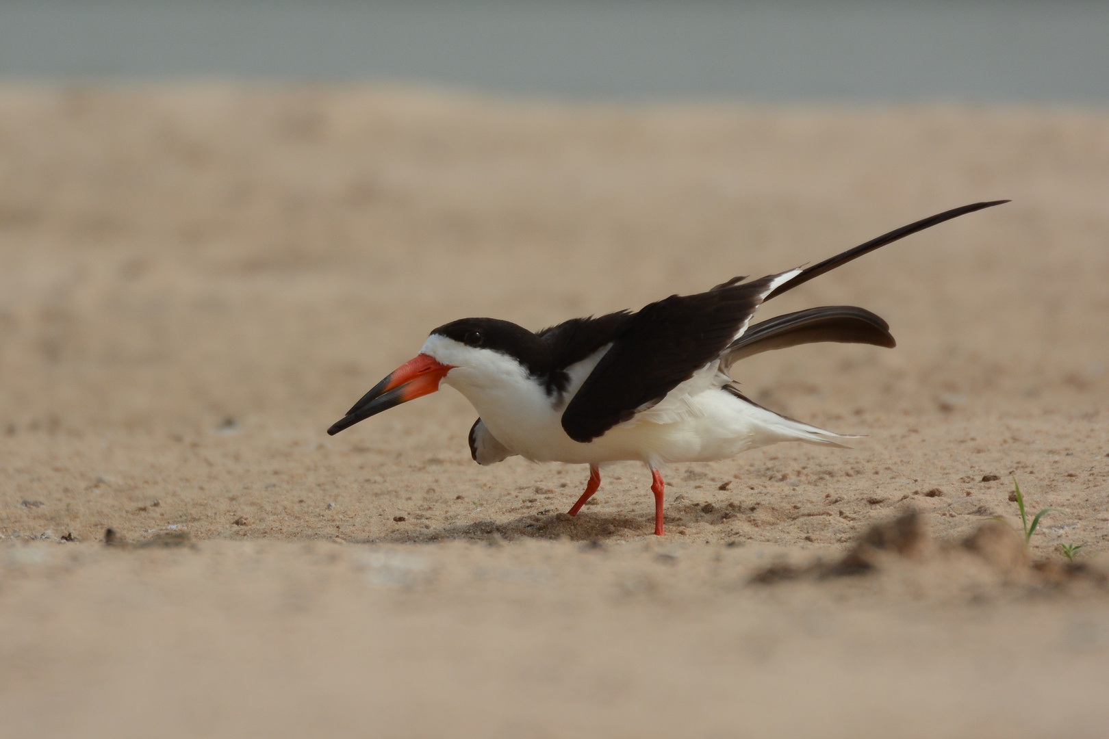 Black Skimmer