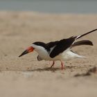 Black Skimmer