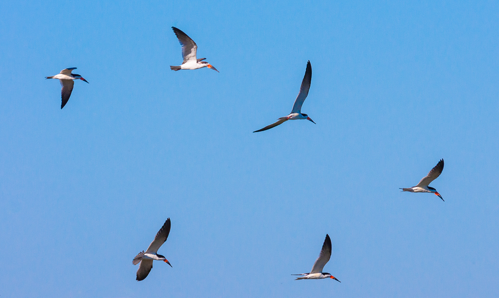 Black Skimmer