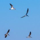 Black Skimmer