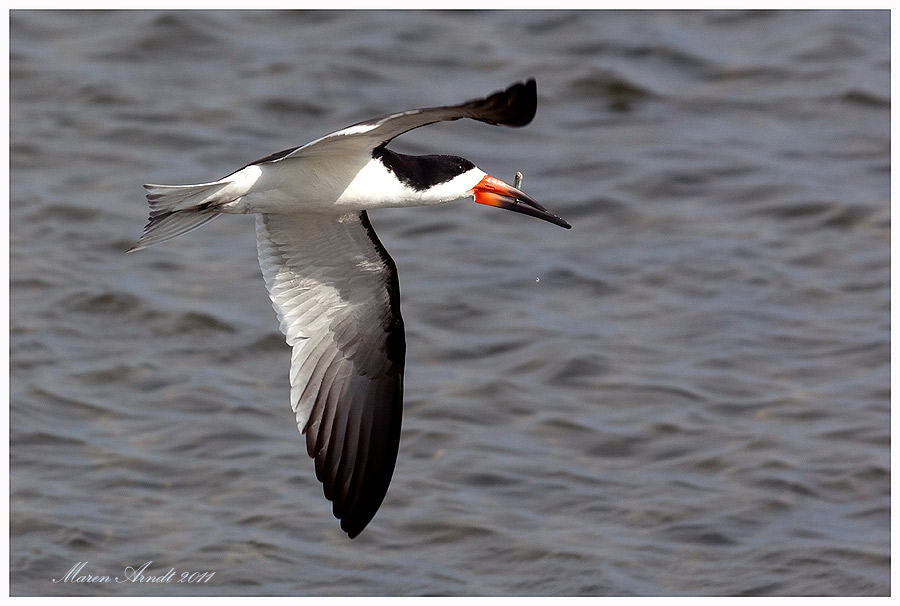 Black Skimmer