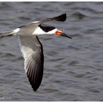 Black Skimmer