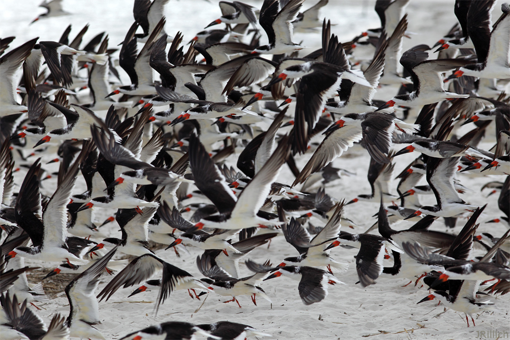 Black Skimmer