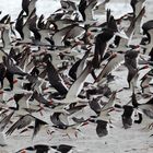 Black Skimmer