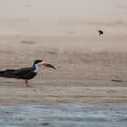 Black Skimmer 