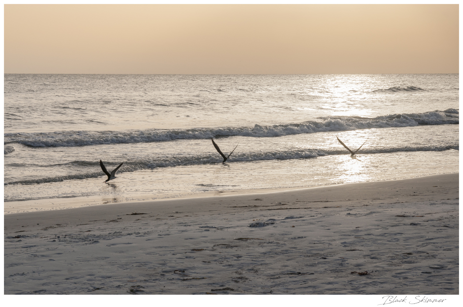 Black Skimmer