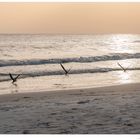 Black Skimmer