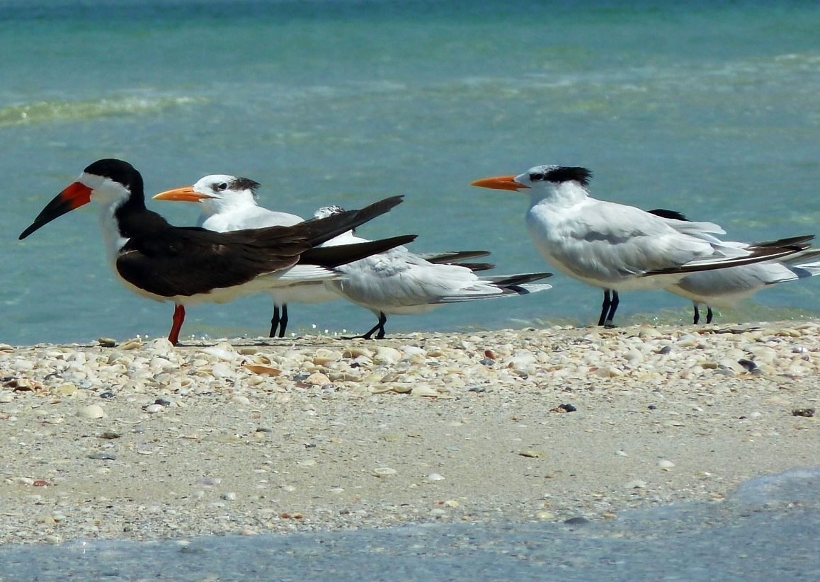 Black Skimmer, Lovers Key, Florida