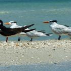 Black Skimmer, Lovers Key, Florida