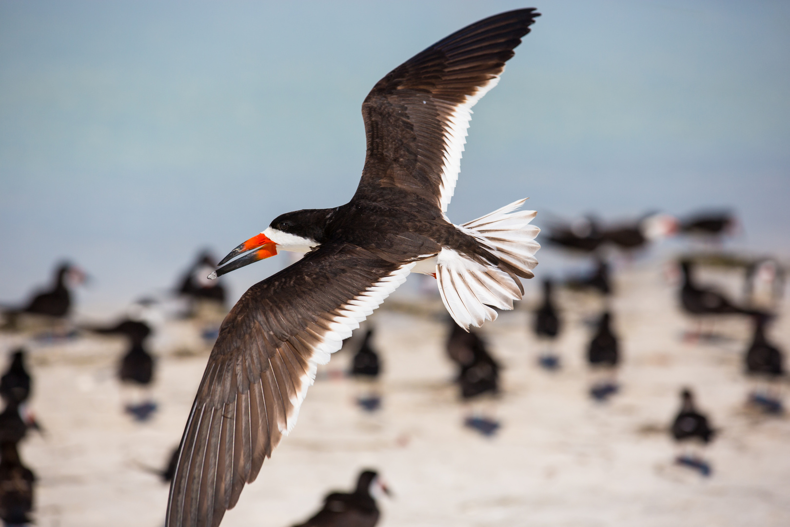 Black skimmer oder Schwarzmantel-Scherenschnabel