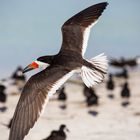 Black skimmer oder Schwarzmantel-Scherenschnabel