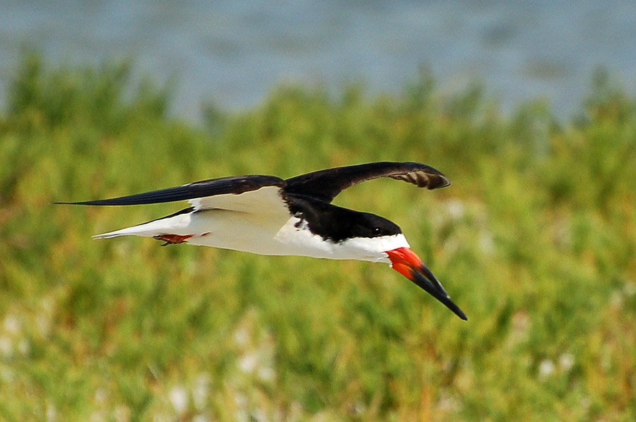 Black Skimmer (Rynchops niger) - Schwarzmantel Scherenschnabel ...