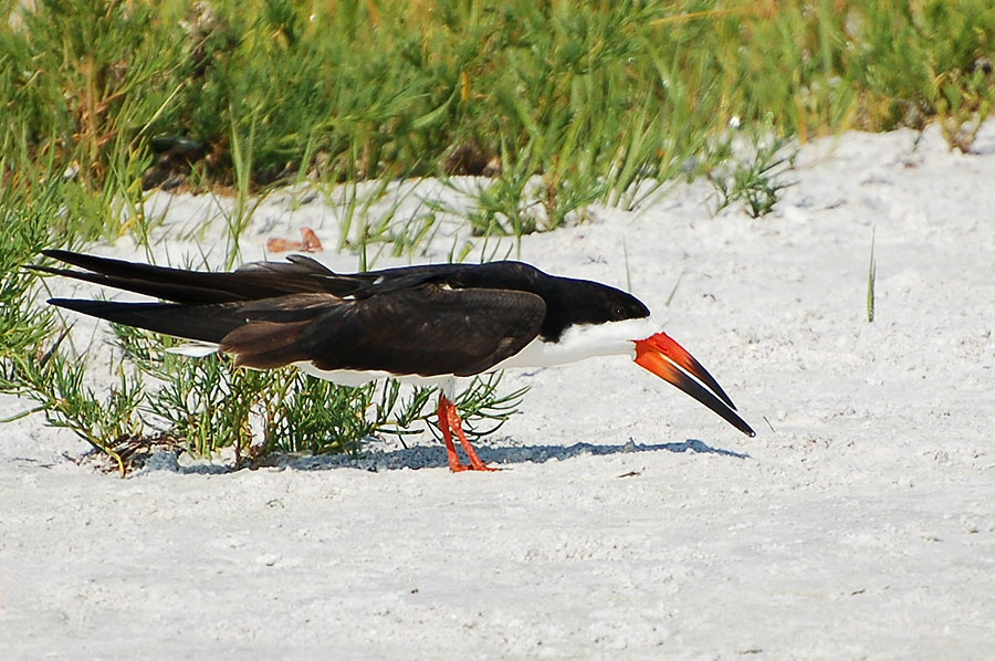 Black Skimmer (Rynchops niger) - Schwarzmantel Scherenschnabel