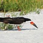 Black Skimmer (Rynchops niger) - Schwarzmantel Scherenschnabel