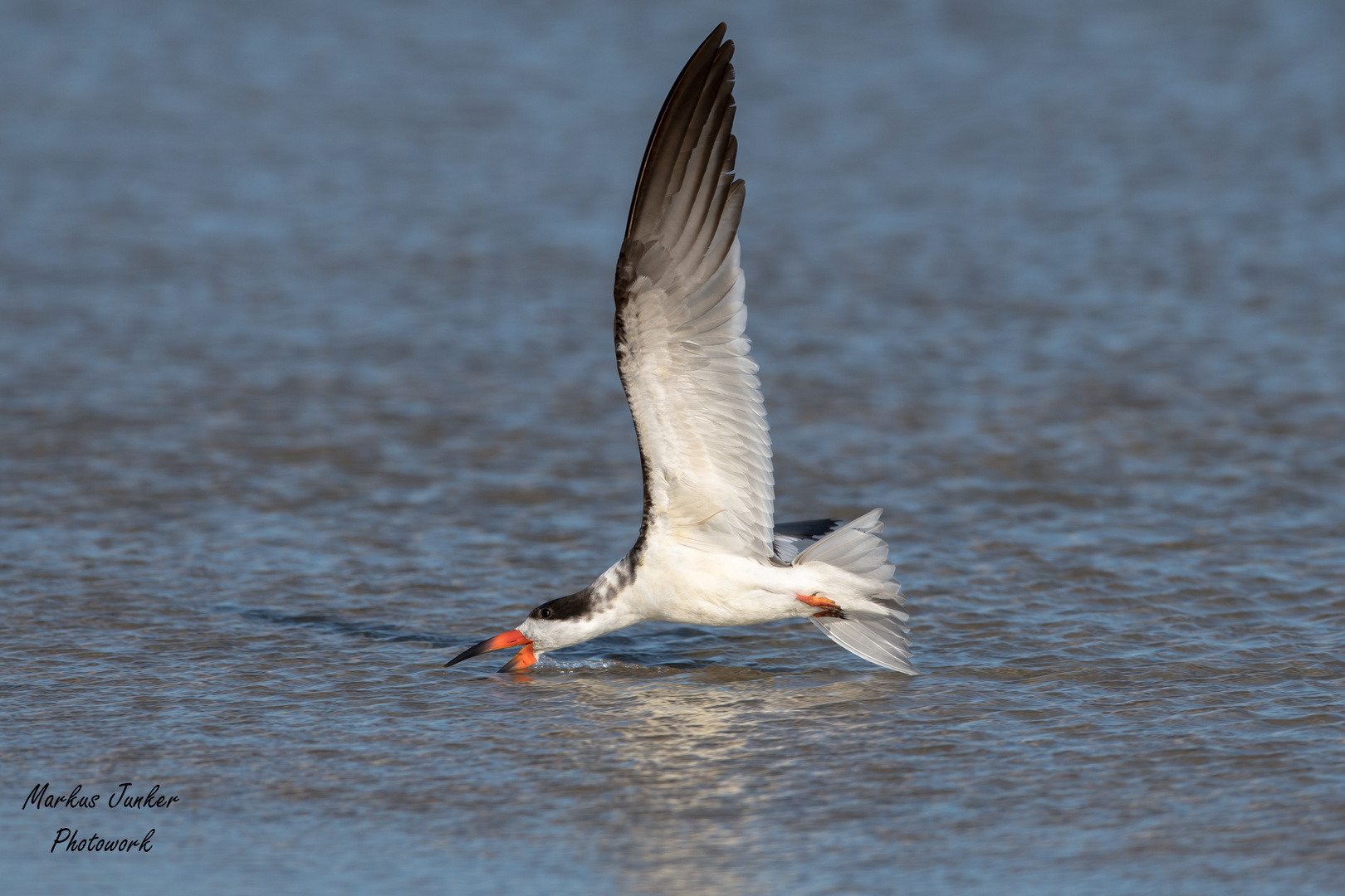 Black Skimmer "skimming"