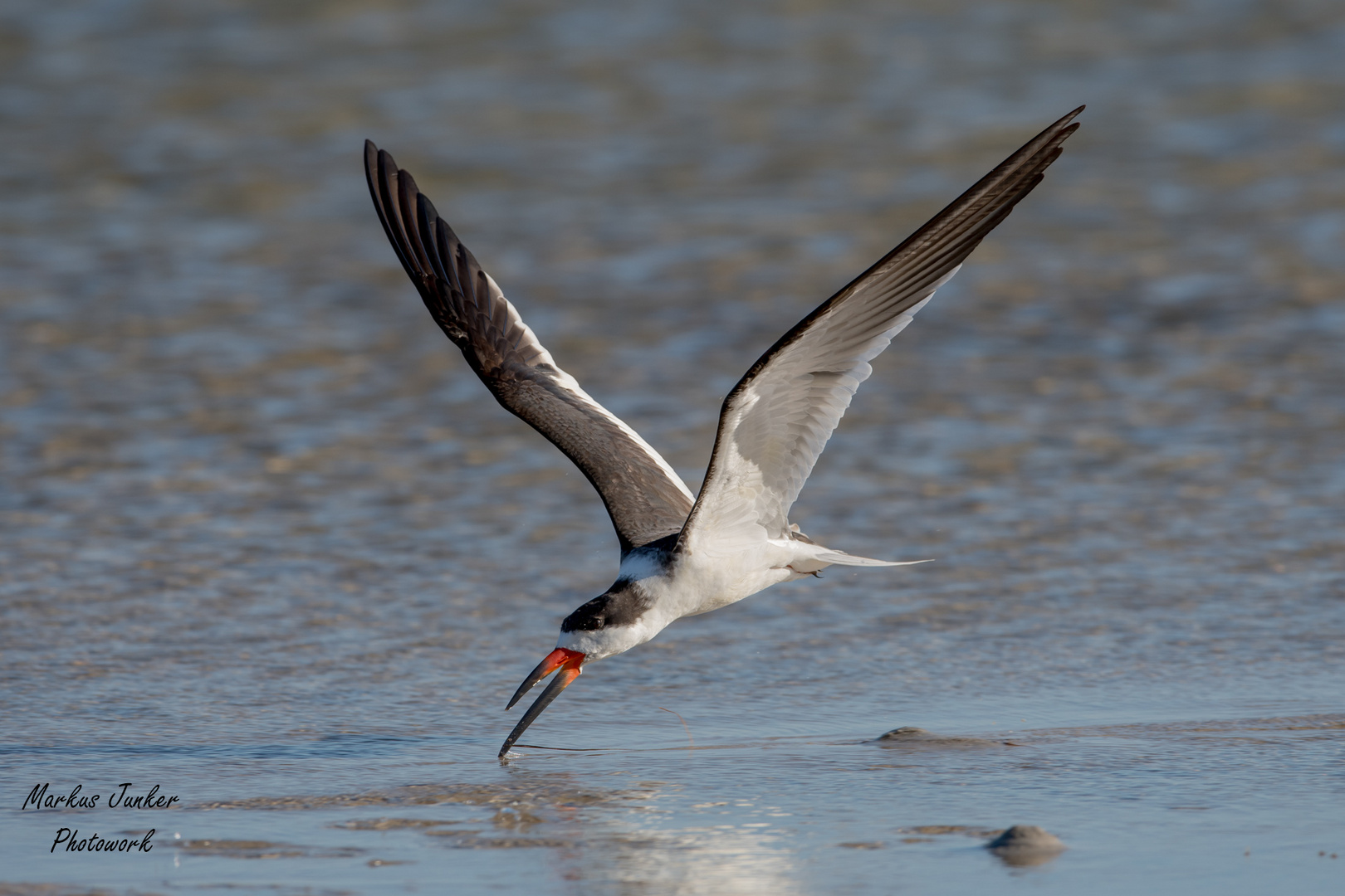 Black Skimmer "skimming"