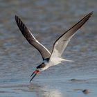 Black Skimmer "skimming"