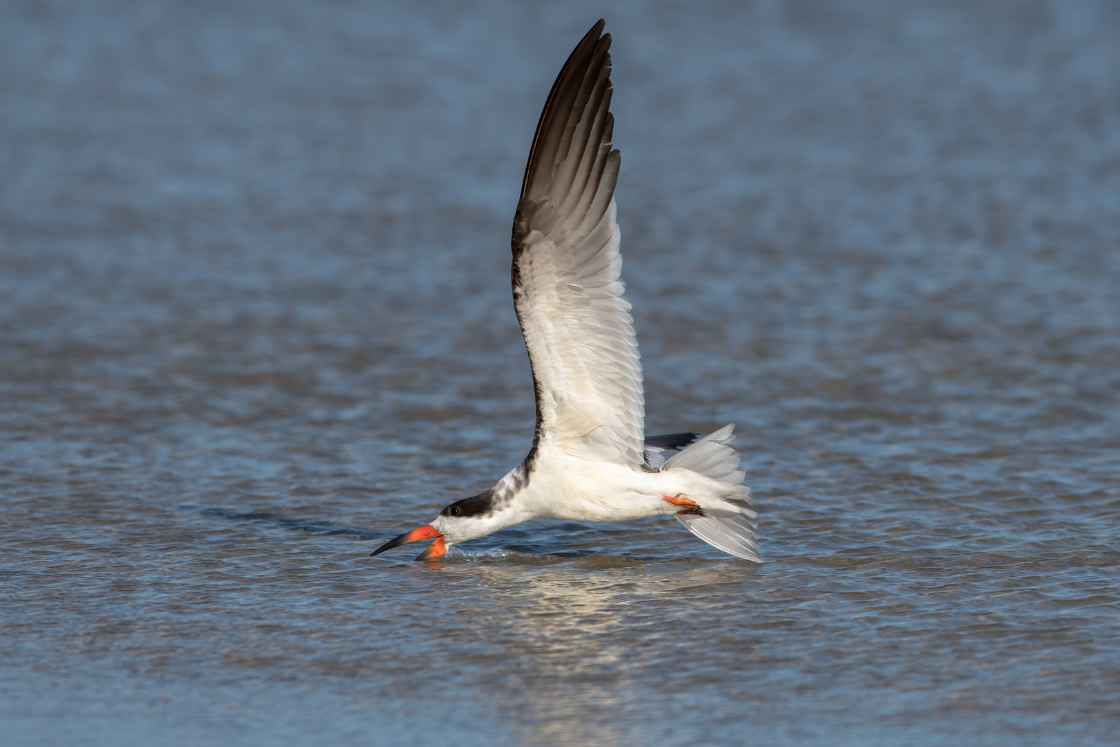 Black Skimmer Skimming