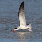 Black Skimmer Skimming