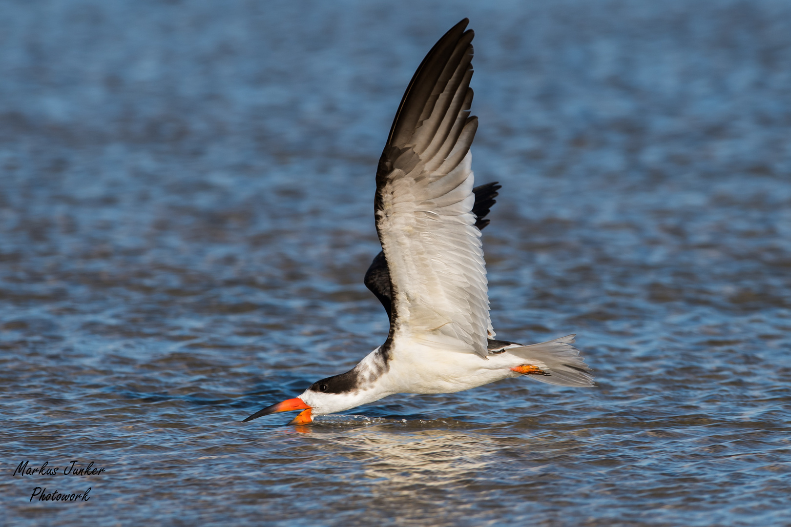 Black Skimmer "skimming"