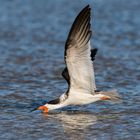 Black Skimmer "skimming"