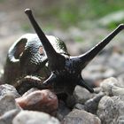 black snail