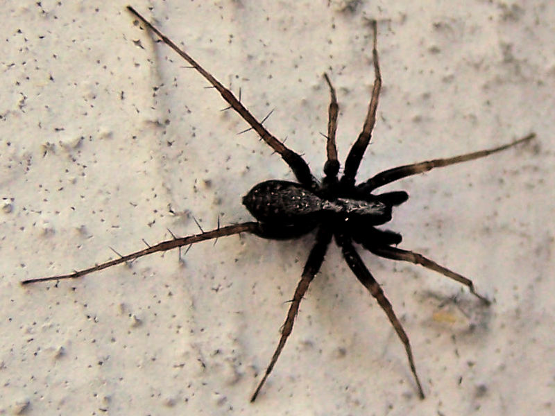 Black Spider