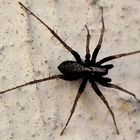 Black Spider