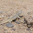 Black-spotted Tree Iguana (Liolaemus nigromaculatus) in Parque Nacional Pan de Azúcar, Chile