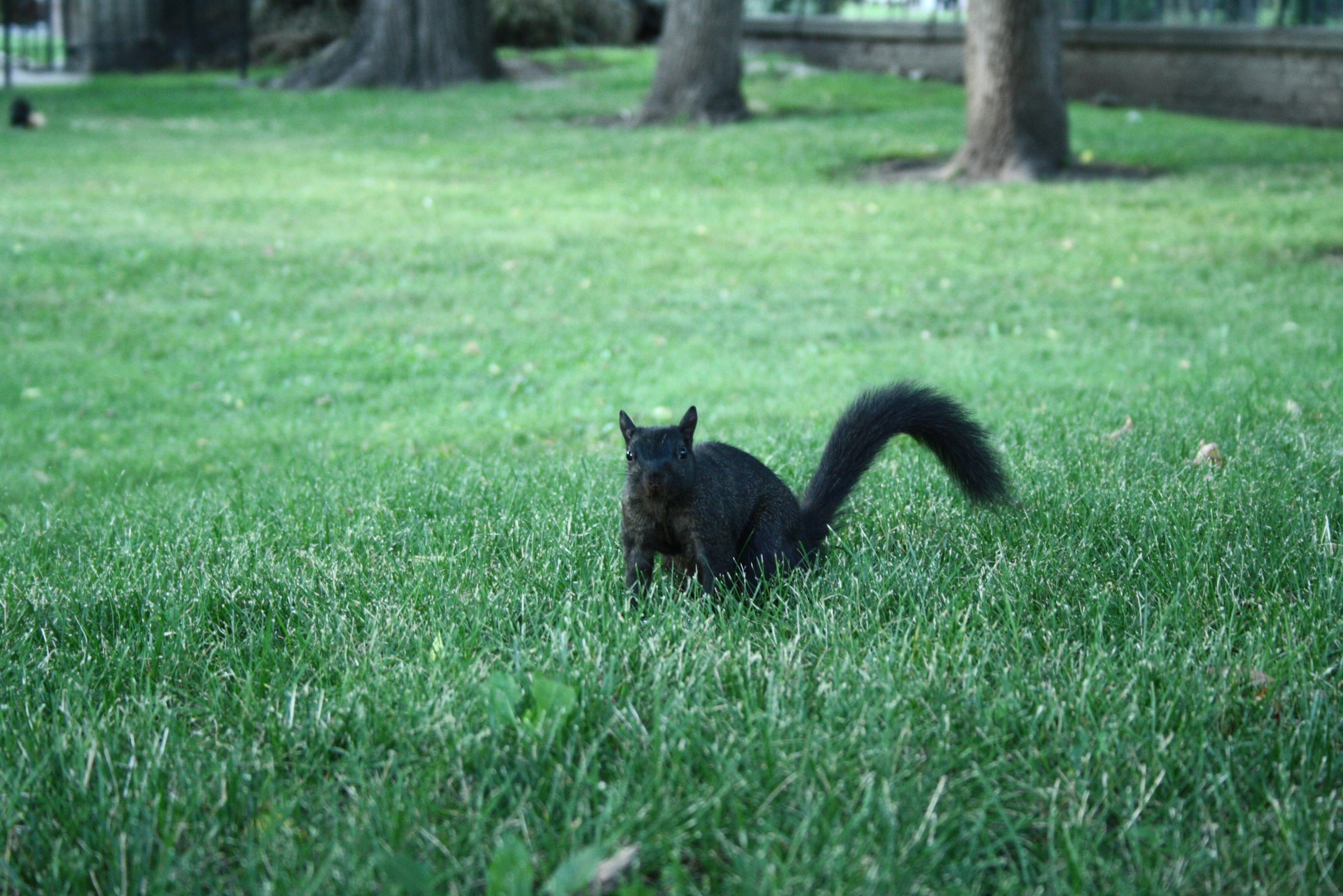 Black Squirrel