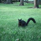 Black Squirrel