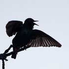 Black Starling 