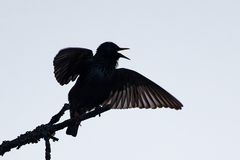 Black Starling 