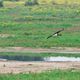 Black Stork