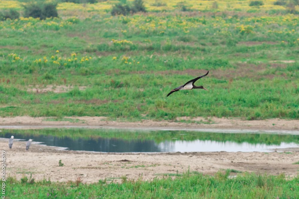 Black Stork