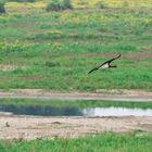 Black Stork