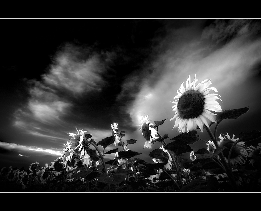 BLACK sun ... WHITE flowers