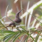 Black Sunbird